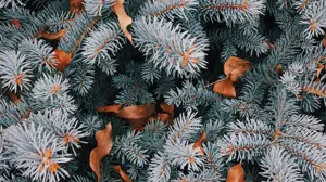 A Close Up Of A Pine Tree With Brown Leaves Zoom Backgrounds Template
