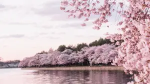 A Large Body Of Water Surrounded By Trees Zoom Backgrounds Template