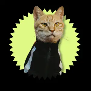 black and yellow minimalistic cat magic profile pic 
