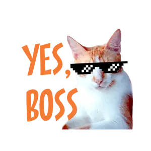 An Orange And White Cat Wearing A Pair Of Sunglasses Whatsapp Stickers Template