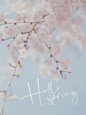 Branches of a blooming cherry tree Hello Spring Template