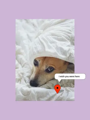 A Dog Is Laying In Bed Under A Blanket Notifications Template