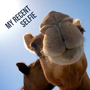 Funny animal memes instagram post template
