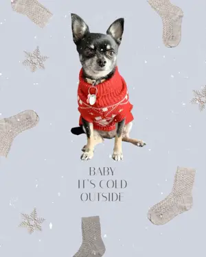A Small Dog Wearing A Red Sweater And Socks Winter Wonderland Template