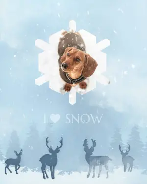 A Dog Is Looking Up At The Camera Winter Wonderland Template
