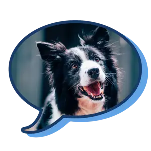 A Black And White Dog With A Speech Bubble Whatsapp Sticker Template