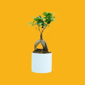 Bonsai on an amber orange background Magic Template