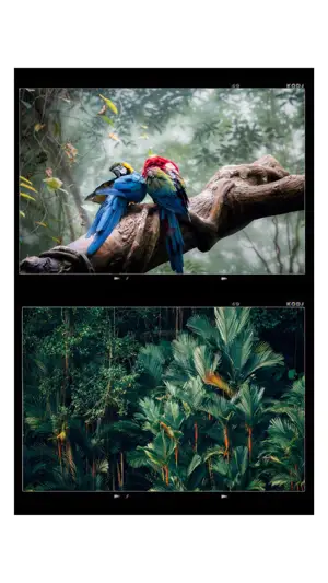 A Couple Of Birds Sitting On Top Of A Tree Branch Template