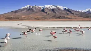 A Flock Of Flamingos Wading In Shallow Water In Front Of A Mountain Range Zoom Backgrounds Template