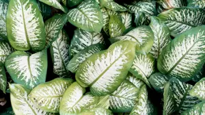 A Close Up Of A Green And White Plant Zoom Backgrounds Template