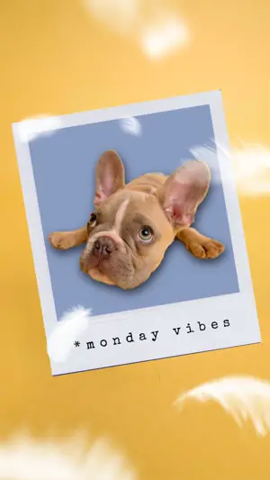 magic mockup dog frame yellow instagram story template 