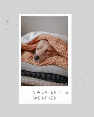 A Dog Laying Under A Blanket Under A Blanket Winter Wonderland Template