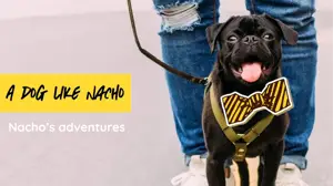 A Dog Like Nacho Adventures Channel Youtube Thumbnail Template
