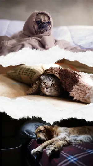 A Dog And A Cat Laying On A Bed Torn Paper Template