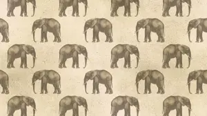 A Group Of Elephants Standing Next To Each Other Zoom Backgrounds Template