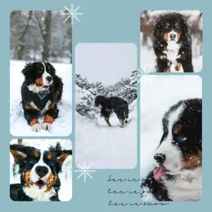 Light blue minimalistic snow flakes Winter photo collage