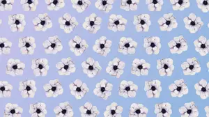 A Pattern Of White Flowers On A Blue Background Zoom Backgrounds Template