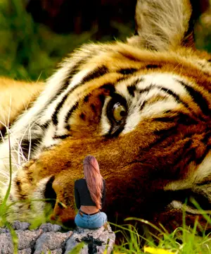 A Small Figurine Of A Tiger Laying In The Grass Collage Art Template