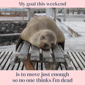 Funny animal memes instagram post template